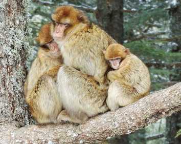 Barbary macaques : threatened and unique.