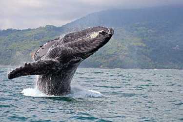 鲸鱼的航运的问题,噪音,和节约的生活。