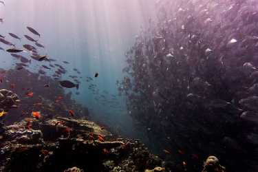 海洋的未来?海洋经济如何塑料污染作斗争。