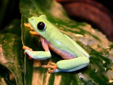 独特的热带青蛙对两栖动物遗传学的洞察力