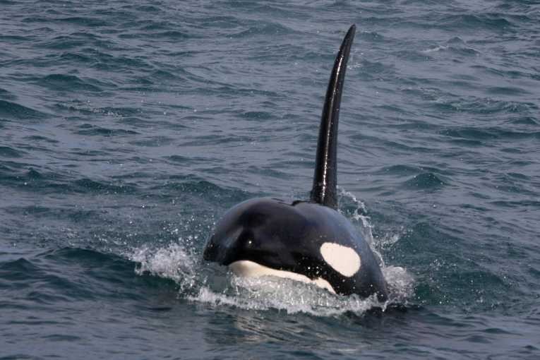 orca（杀手鲸或orcinus orca）