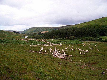 放牧在苏格兰的绵羊