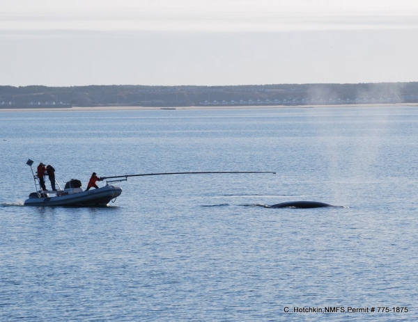 研究人员在北大西洋露脊鲸的背部放置了一个吸盘，一个数字声学记录标签