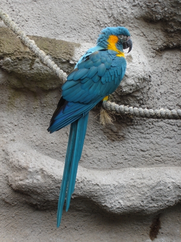 Blue-throated金刚鹦鹉