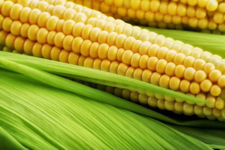 如果你受不了热，就离开厨房;全球变暖影响玉米产量