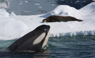 在南极半岛西部，一只虎鲸和一只正在休息的威德尔海豹在一块浮冰上绕圈。研究人员发现，在浮冰中捕猎的虎鲸更喜欢捕食威德尔海豹。