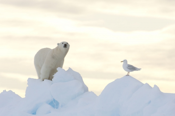 北极熊和北极鸥，西北通道，nunavut