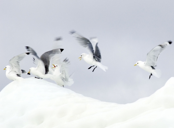 三趾鸥在格陵兰岛卡纳克的冰山上醒来