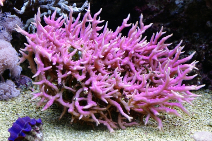 粉红色的鸟类珊瑚串