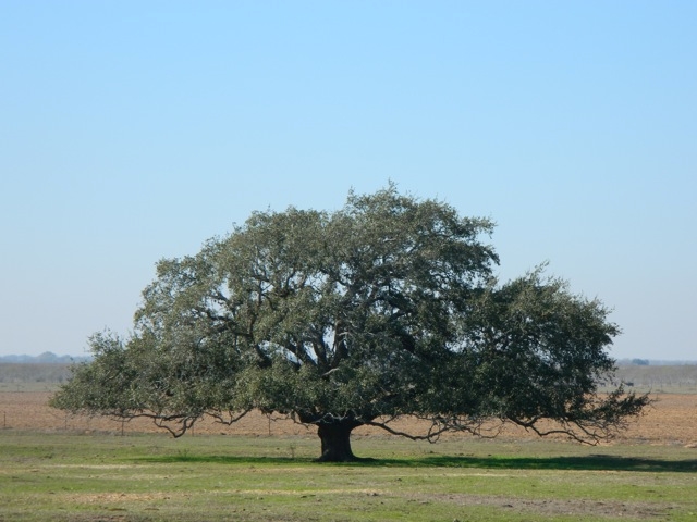 Quercus Virginiana.