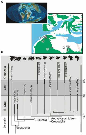 A.最近的土地形式（欧洲和非洲）显示在白早期白垩纪Mollseife预测Tethyean Continental Geography。1，Aegisuchus Witmeri;2，Aegyptosuchus Peyeri;3，拉加诺斯·泰鲁斯;4，Stomatosuchus inermis。B，生物地理关系和Aegisuchus的地层衰老和相关的Crocodyliforms