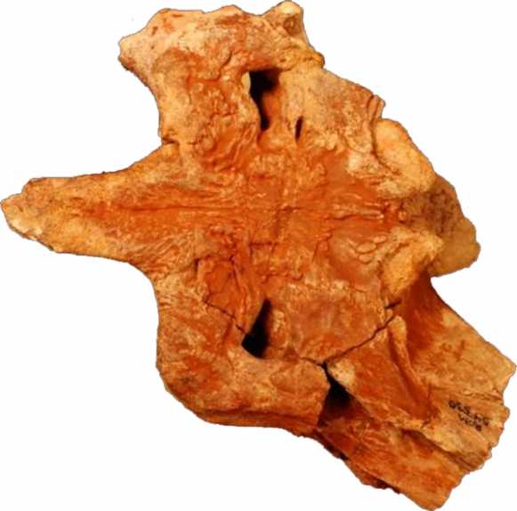 Shieldcroc fossil.