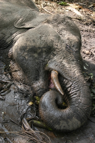 印度尼西亚廖内的苏门答腊大象尸体
