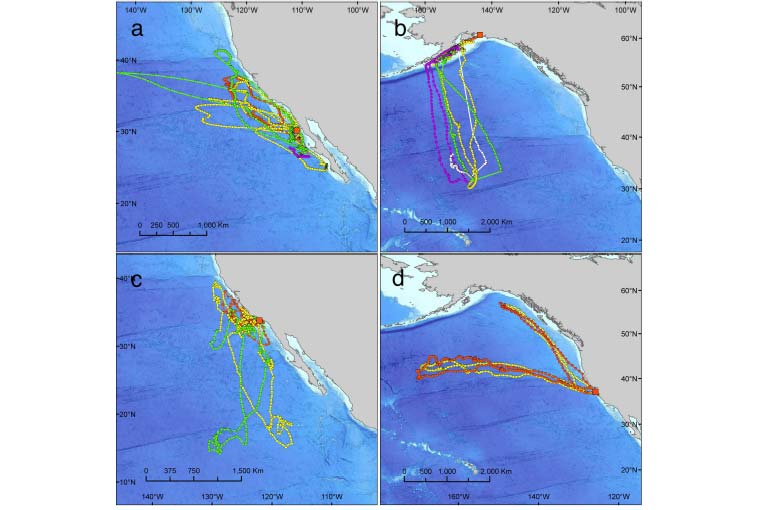 跟踪持续时间和保真度。连续数年追踪显示保真度(a)太平洋蓝鳍金枪鱼(903天)，(b)鲑鱼鲨(862天)和(c)灰鲭鲨(707天)。(d)连续多年被标记的雌性北方海象对繁殖地和迁徙路线表现出忠诚。较低的轨迹:在2004年和2005年的换毛后迁徙中追踪的雌性。上层轨迹:在2005年和2006年的繁殖后迁徙中追踪雌性。