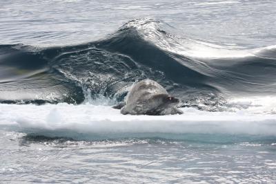 虎鲸产生了一款旨在将休息的楔子从西南南极半岛附近的冰浮潜敲击休息的楔子。
