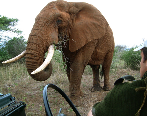 非洲大象和野生动物管理员