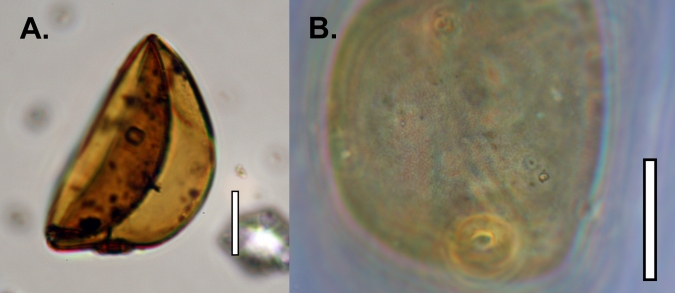 甜玉米（Zea Mais）的花粉从沉积物核心中提取，大约1200A.D。