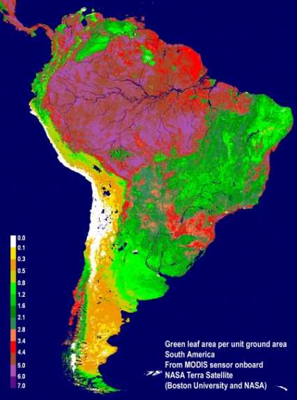NASA卫星传感器,如MODIS,显示平均模式的绿色植被在南美:亚马逊森林具有非常高的叶面积所示红色和紫色的颜色,邻塞拉多(热带稀树草原),叶面积较低的阴影所示绿色,和沿海沙漠黄色所示颜色。