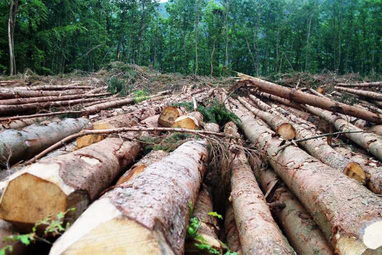 高效炉灶是阻止森林砍伐的方法吗?