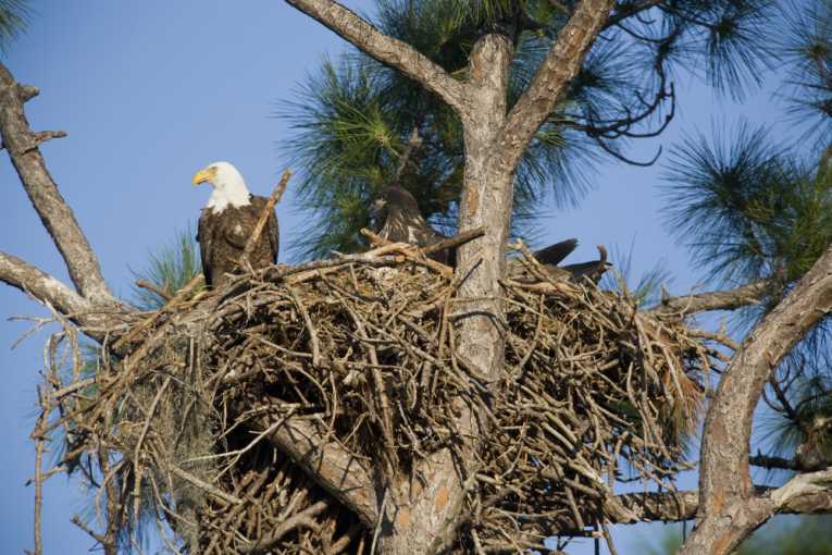 秃头鹰人口在佛罗里达州的增加