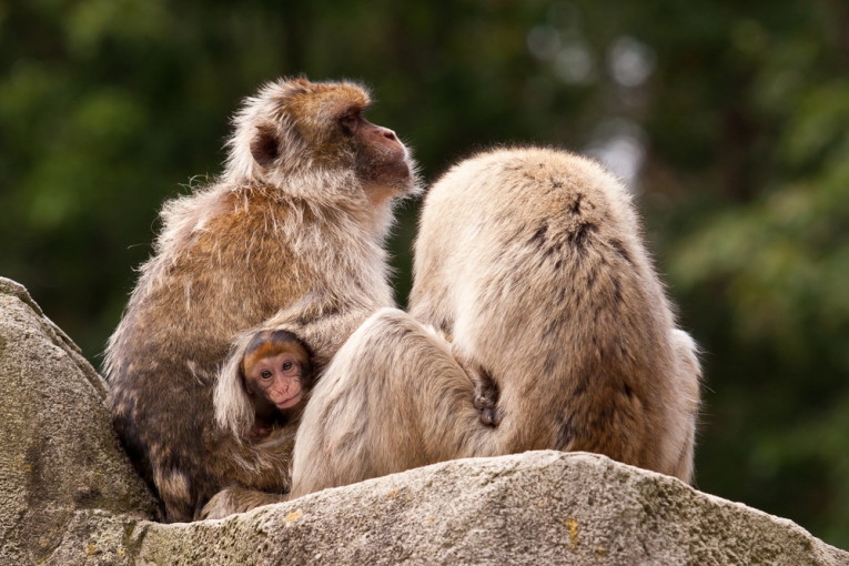 巴巴里“猿猴”在寒冷中