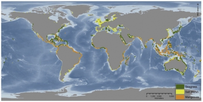 海草，潮汐沼泽和红树林的全球分布。