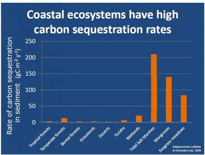 沿海生态系统碳汇相对于陆地森林的价值