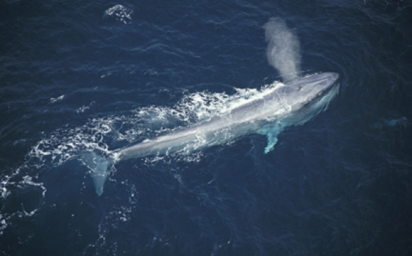 蓝鲸距离达到30米