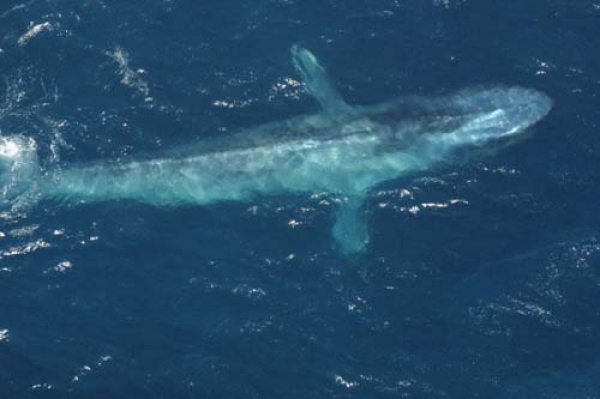 另一个非常罕见的蓝色鲸鱼的镜头。这张照片是展示相对较短的锥形脚蹼的理想选择
