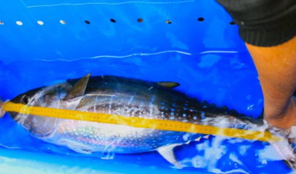 一只小蓝鳍金枪鱼被标记