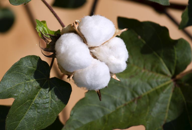 棉花种植者需要帮助