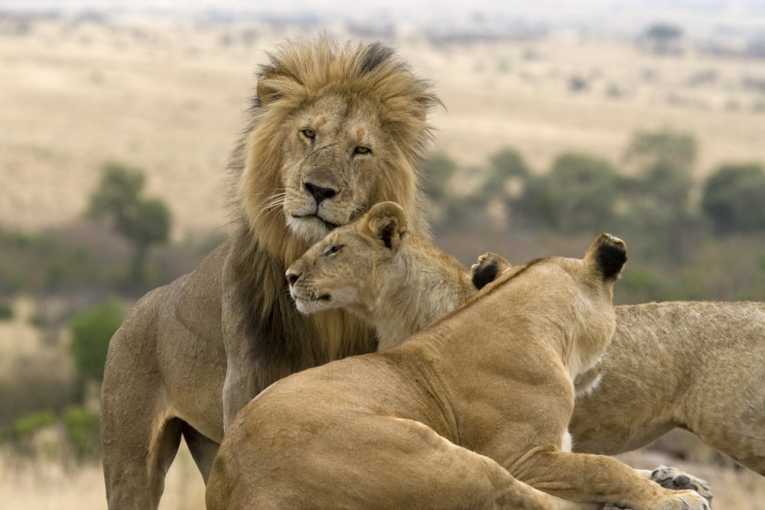 一项新研究称，狮子生来就会咆哮，但它们只是爱哭的婴儿