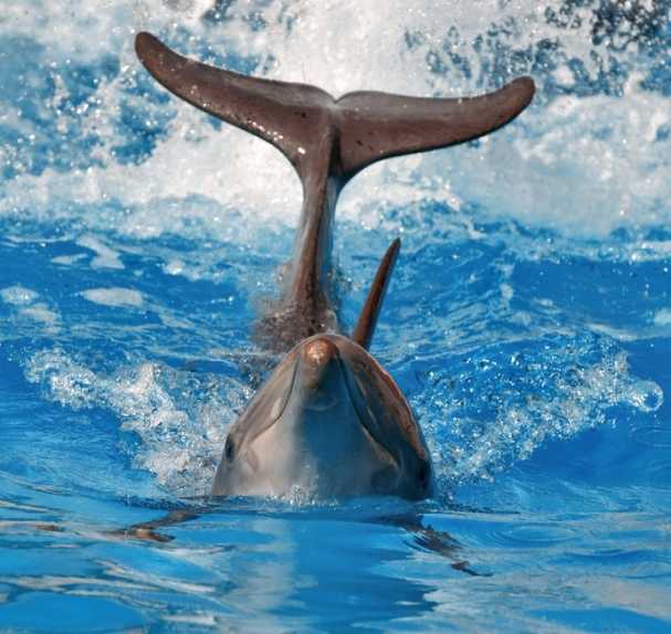 这只宽吻海豚会拍我们的尾巴，就像拉古纳-圣卡塔琳娜岛的海豚吸引渔民注意时所做的那样