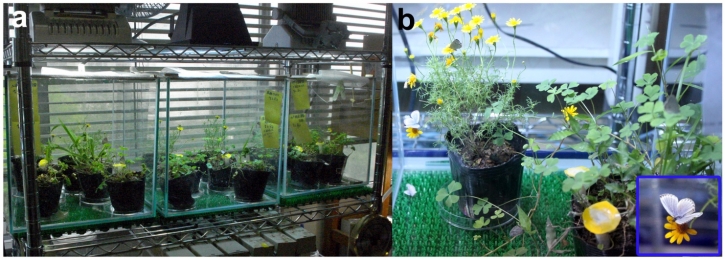 实验室中浅草蓝蝴蝶的饲养系统，其中昆虫人工地测试以复制放射性核素效应（A）饲养的笼子。（b）笼子里面的植物和蝴蝶。Inset显示喂养在笼子里面的花的苍白草蓝色蝴蝶