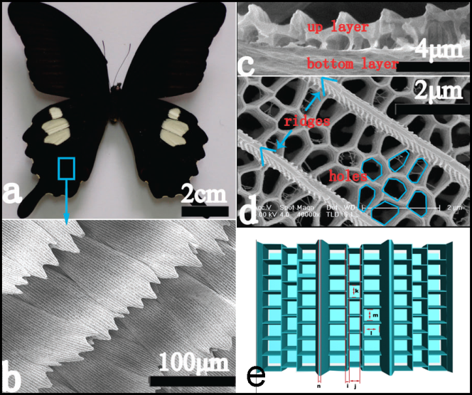 蝴蝶翅膀上的纳米结构使它们极为黑色，帮助研究人员收集阳光以使氢气从水中制造氢气