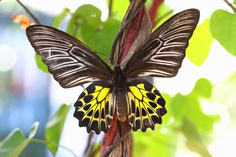 蝴蝶翅膀的想法提高了氢气生产
