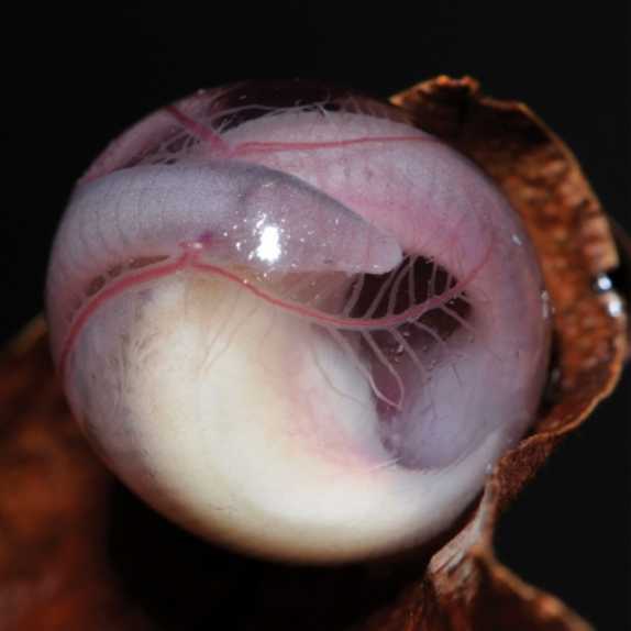 小型千颤科成虫以蛋黄为食，在地下巢中孵化