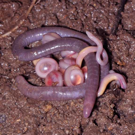 该物种的雌性，奇基拉在生活中，孵化和孵化它的卵窝