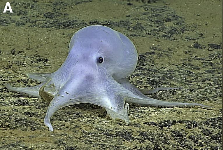 卡斯珀章鱼在深海中茁壮成长，但剥削者正在威胁