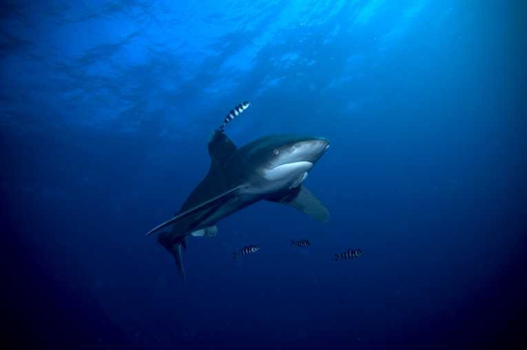 智利努力禁止PEW称赞'鲨鱼献身'
