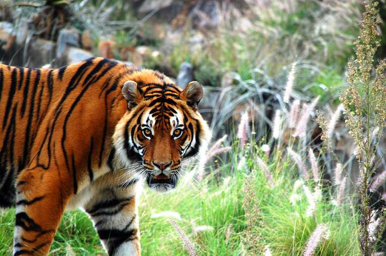 中国被指责“合法”的老虎和豹贸易
