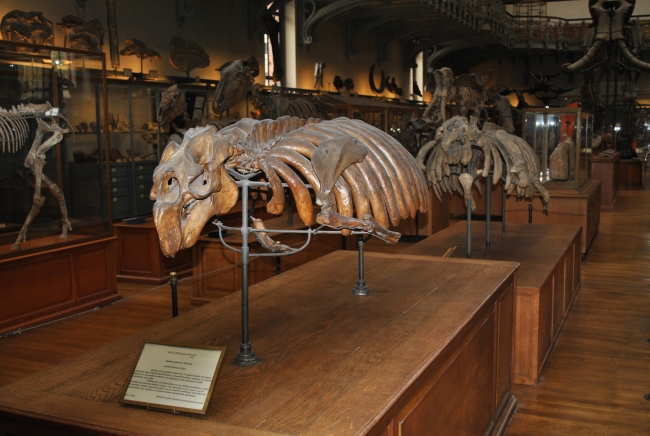 Fossil Sienian，Halithium Schinzi，在巴黎国家自然历史博物馆