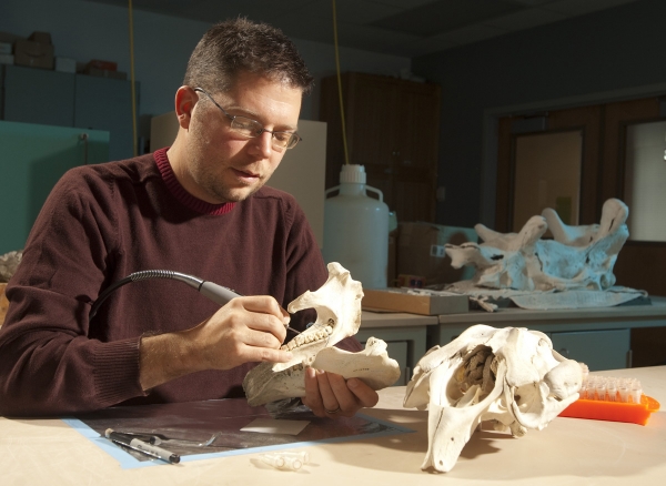 Mark Clementz，在怀俄明大学地质学和地球物理学系助理教授，从佛罗里达州的下颌（Trichechus Manatustristris）的臼齿上采样牙釉质。