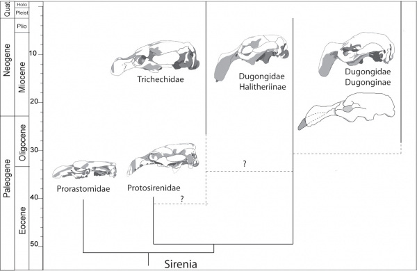 化石西伦人的系统发育。骷髅表示列出的每个家庭的典型成员。虚线线和问号表示孕妇（即海牛）和其他西列尼人之间的可疑关系。