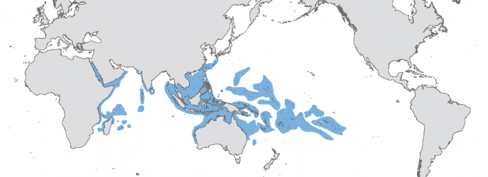 PSeriatopora hystrix</em>是一种具有孵育繁殖策略的珊瑚;(即卵在母体群体中发育，然后作为幼虫释放)，在整个印度太平洋的各种珊瑚礁环境中都很常见
