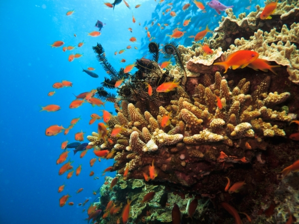 一个美丽，蓬勃发展的山西珊瑚露头，与伴侣士兵鱼
