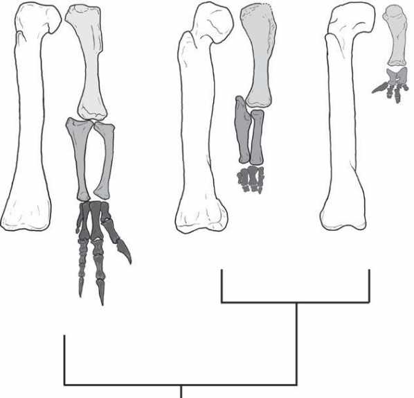 三种兽脚亚目动物的四肢比例，显示前肢远端部分缩小。基性兽脚亚目恐龙的股骨和前肢(左)，基性兽脚亚目恐龙的Eoabelisaurus(中)和高级兽脚亚目恐龙的Carnotaurus(右)。吸引到相同的股骨长以进行比较。