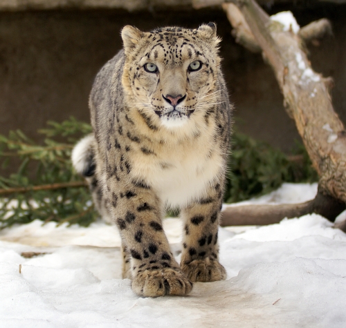 通过限制雪豹捕食牲畜，在一些地区雪豹被从灭绝的边缘拯救了回来