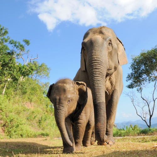 大象和其他物种不能远离村民的作物，导致重新思考如何防止他们当地的灭绝