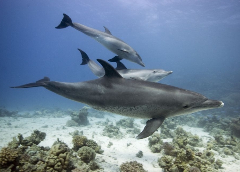 海豚生态来自内部